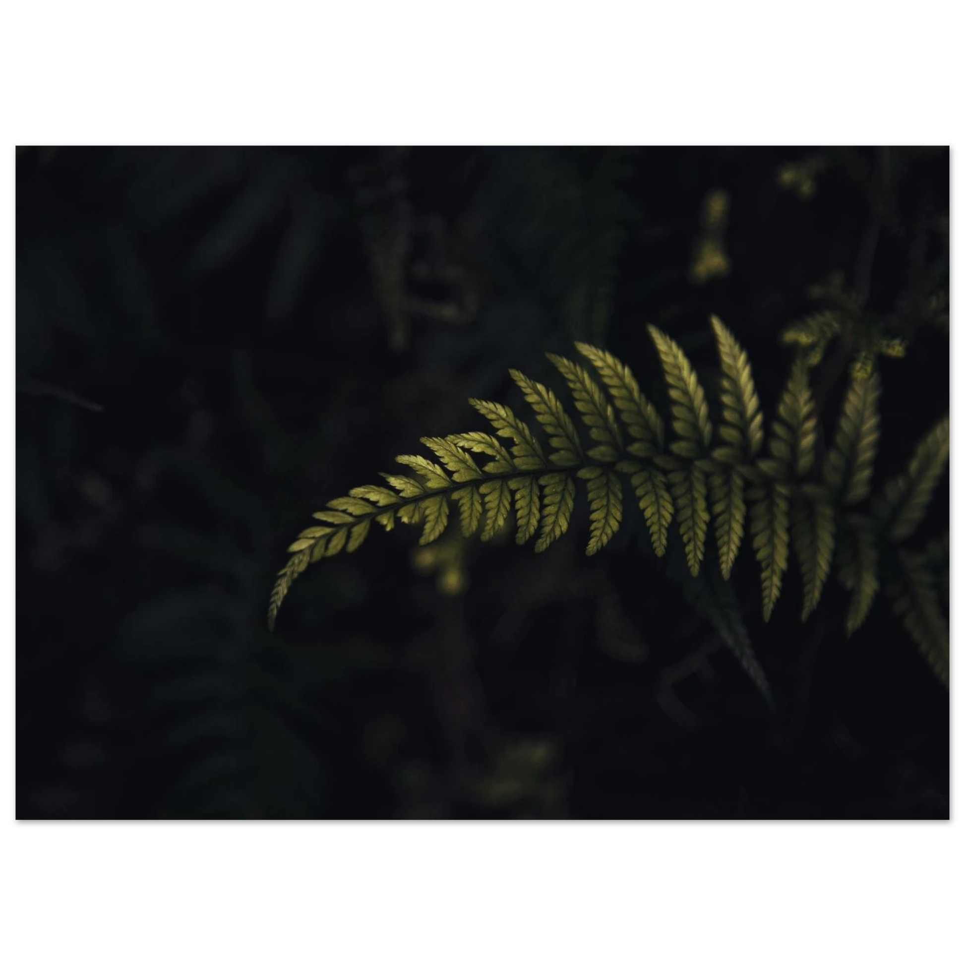 4b12ef56-8754-491b-b12b-854d631fd48a