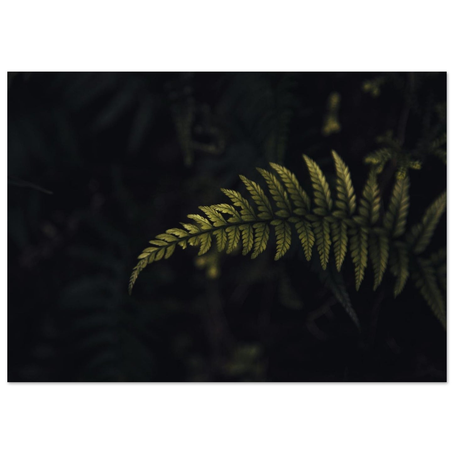 d247db88-a24c-40db-ae0c-830af494ddd3